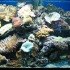 Коралловый аквариум онлайн тв
